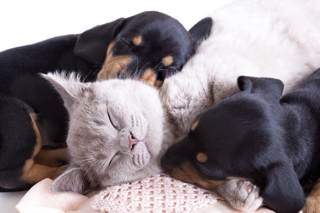 Puppy and Kitten Care
