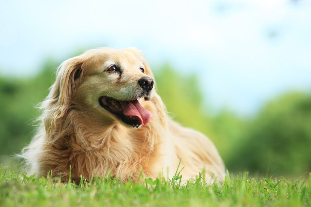 Senior Pet Health