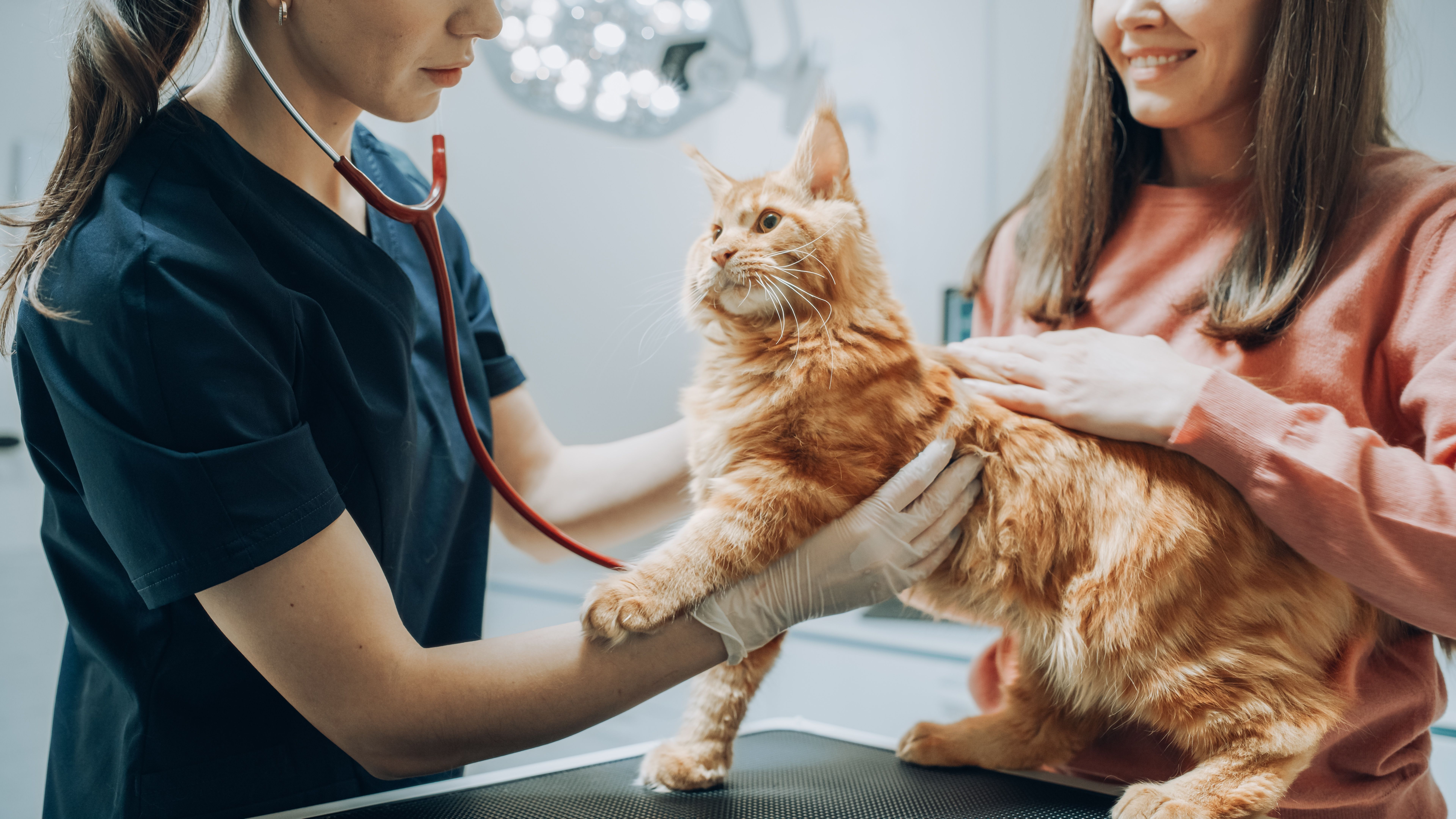 How Often Should I Take My Pet to Get a Wellness Exam?