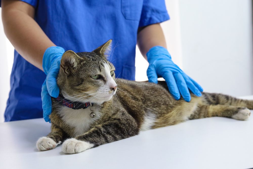How Often Does My Pet Need a Wellness Exam?