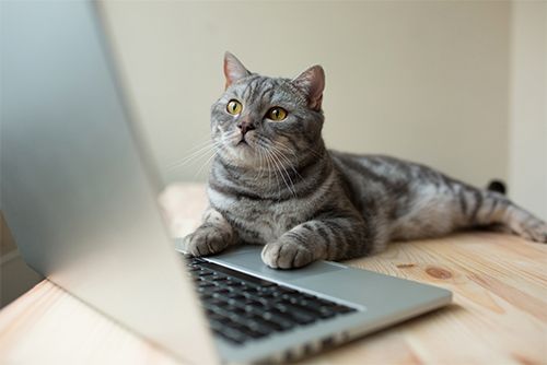 cat on a laptop