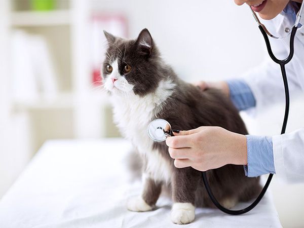 cat checkup