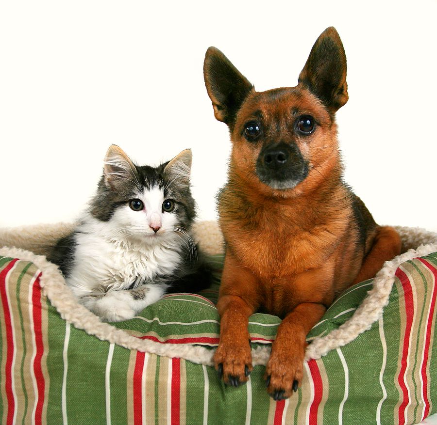Visit Our Castle Rock Co Animal Hospital Today