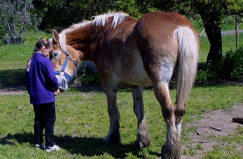 Blondie the horse