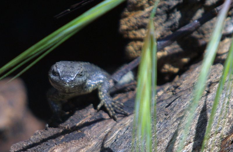 Lizard on the Rocks