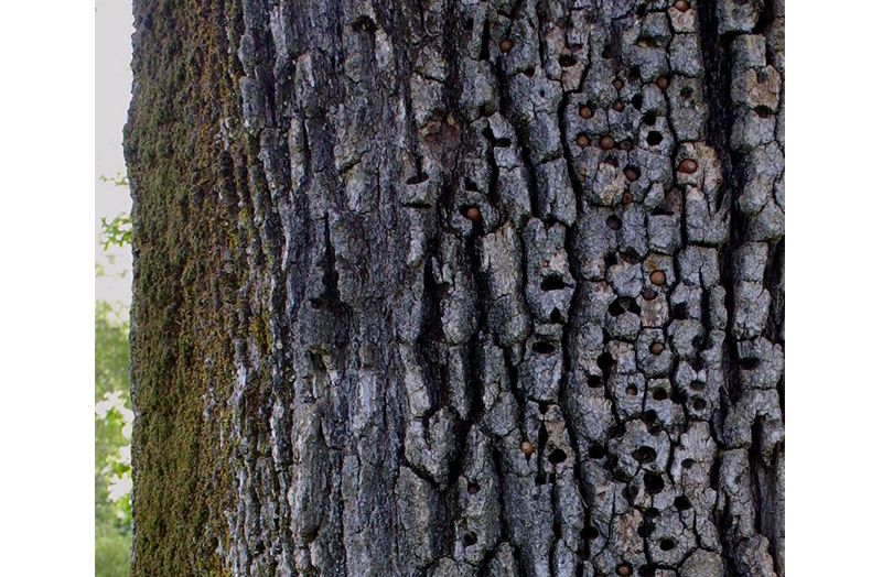 Stuffed Acorns in a tree trunk