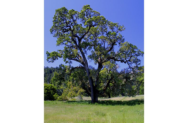 Giant Oak