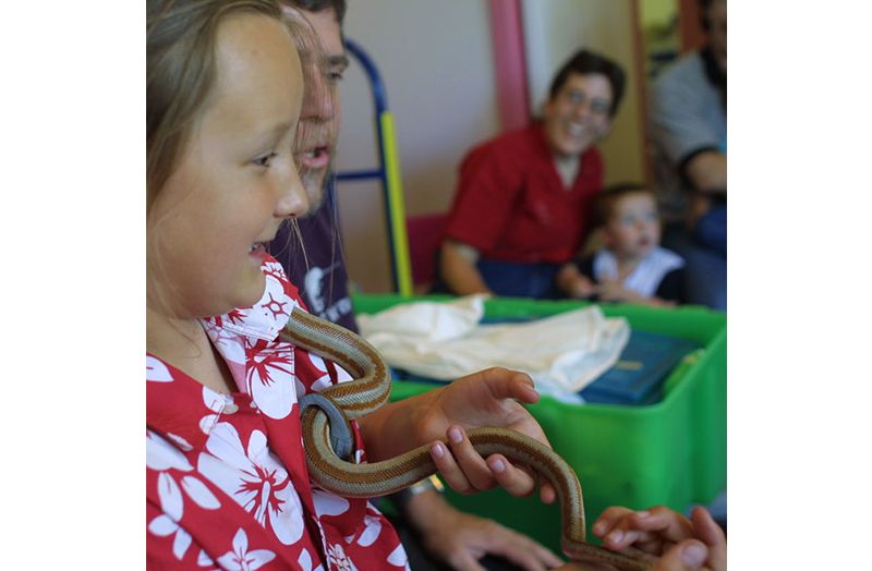 Wiggly rosy boa