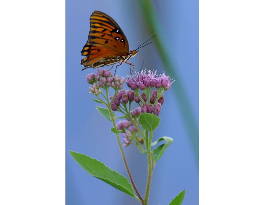 Beautiful Butterfly