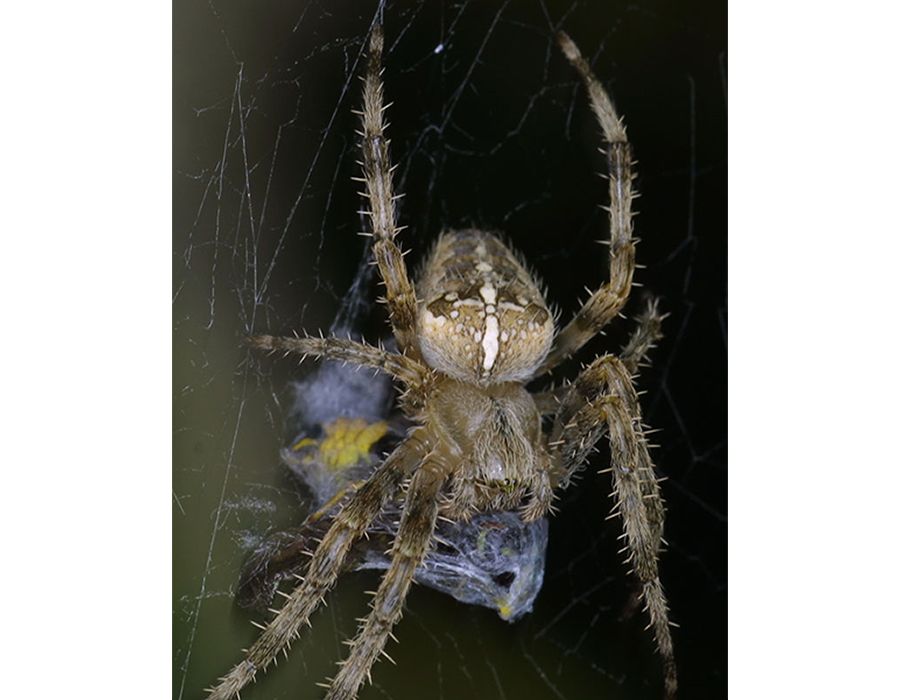 Spider eating its lunch