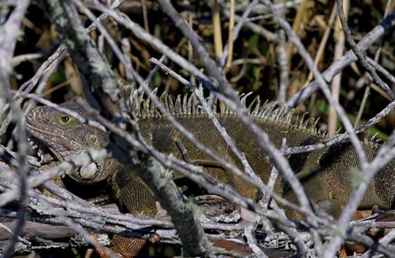 Camouflaged Iguana