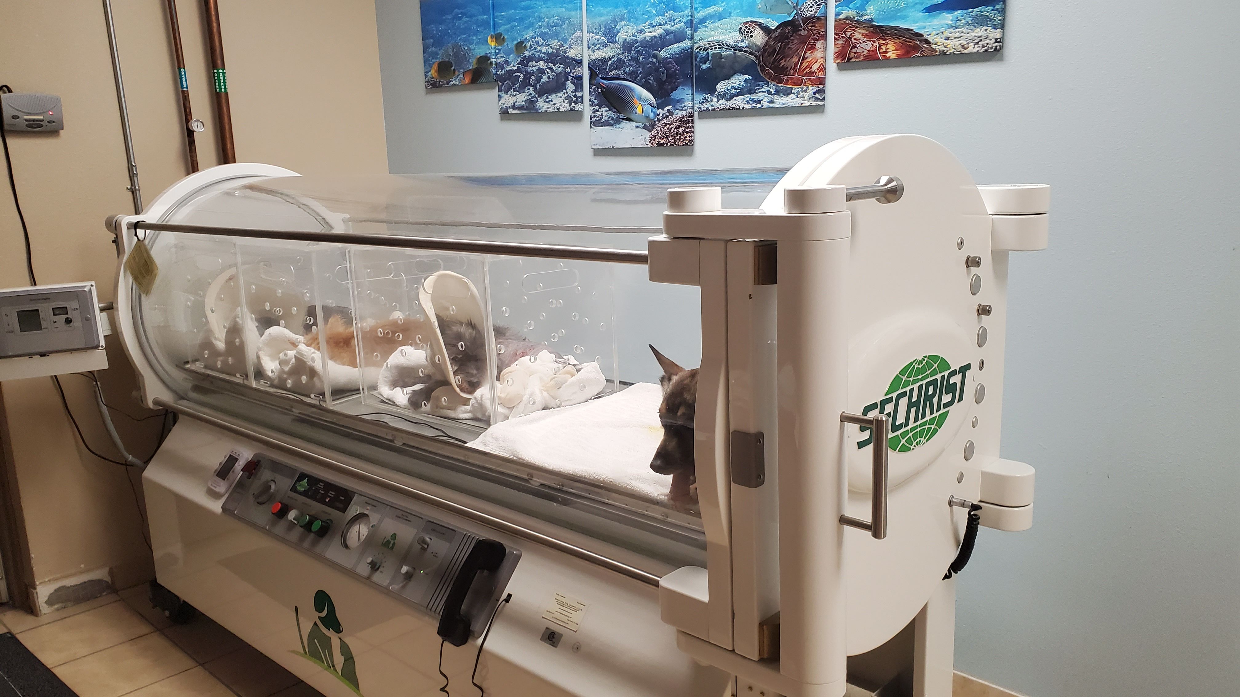 What Are the Benefits of Hyperbaric Oxygen Therapy for Animals?