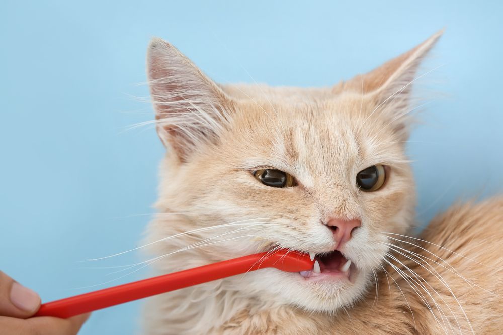 How to Tell If Your Pet Needs a Dental Check-Up
