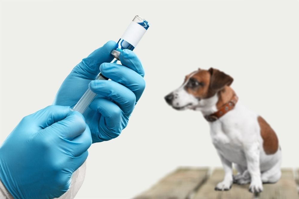 Core vs. Non-Core Vaccines: What Does Your Pet Really Need?