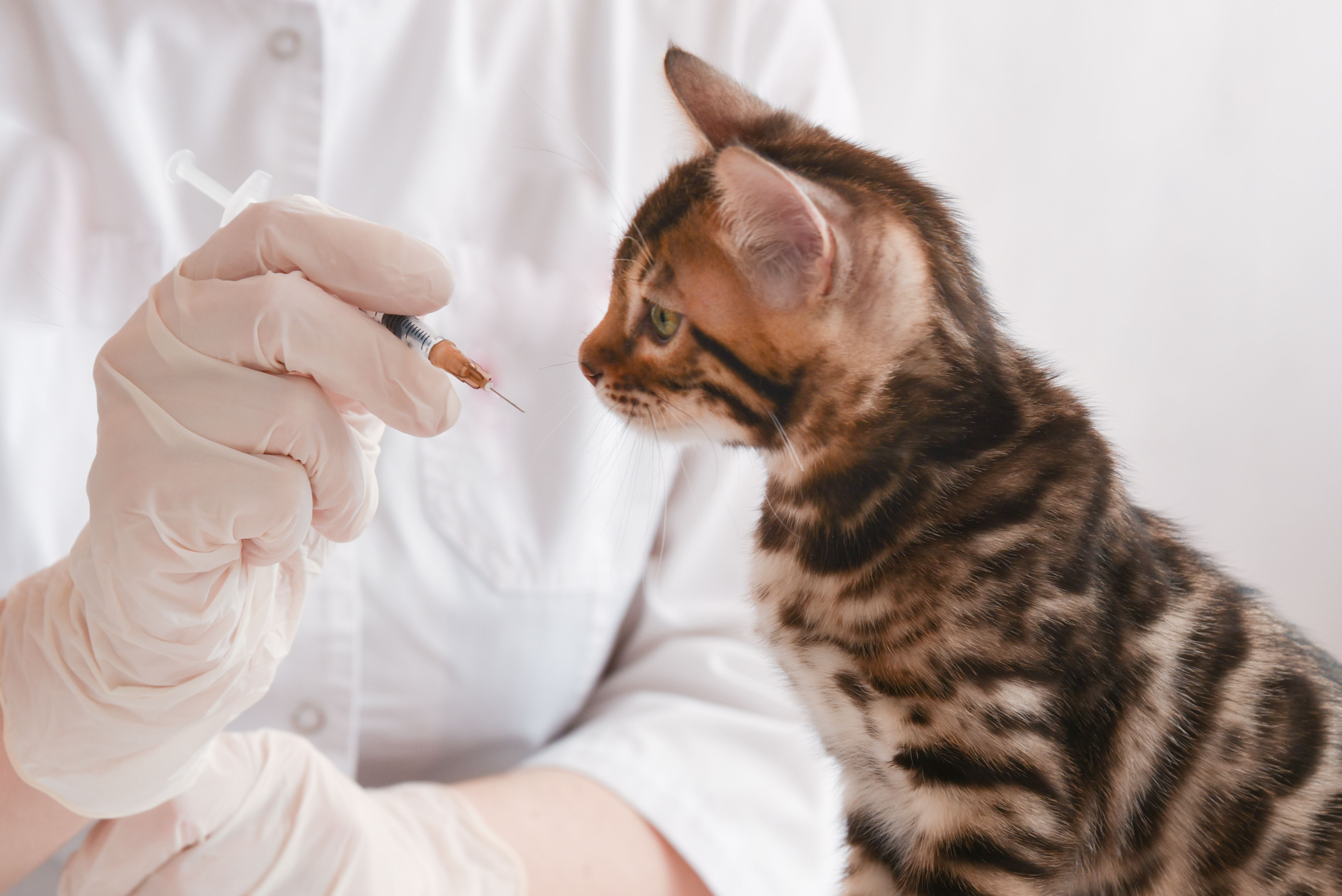 Vaccinations and Preventive Care: Protecting Pets From Common Diseases