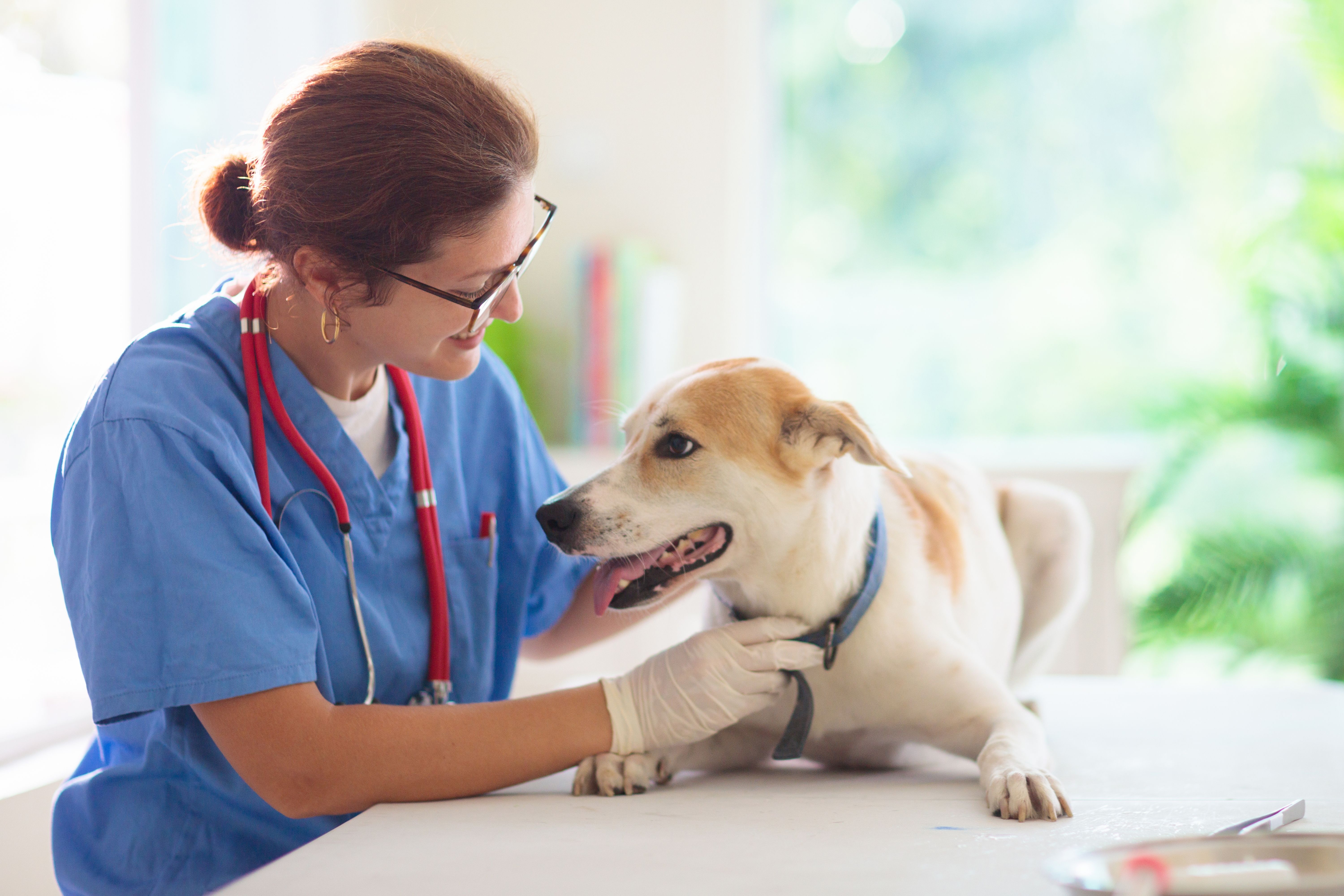 What Is the Recommended Vaccine Schedule for Dogs?