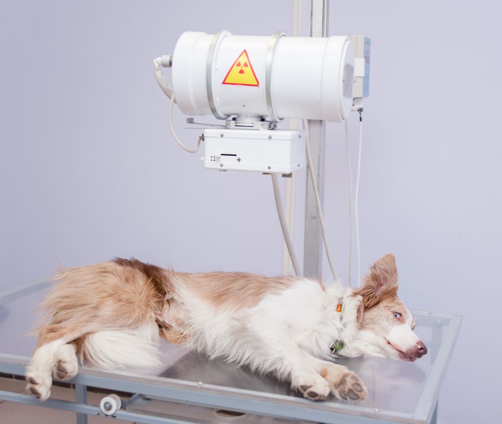 Imaging Day Made Easy: Preparing Your Pet and FAQs
