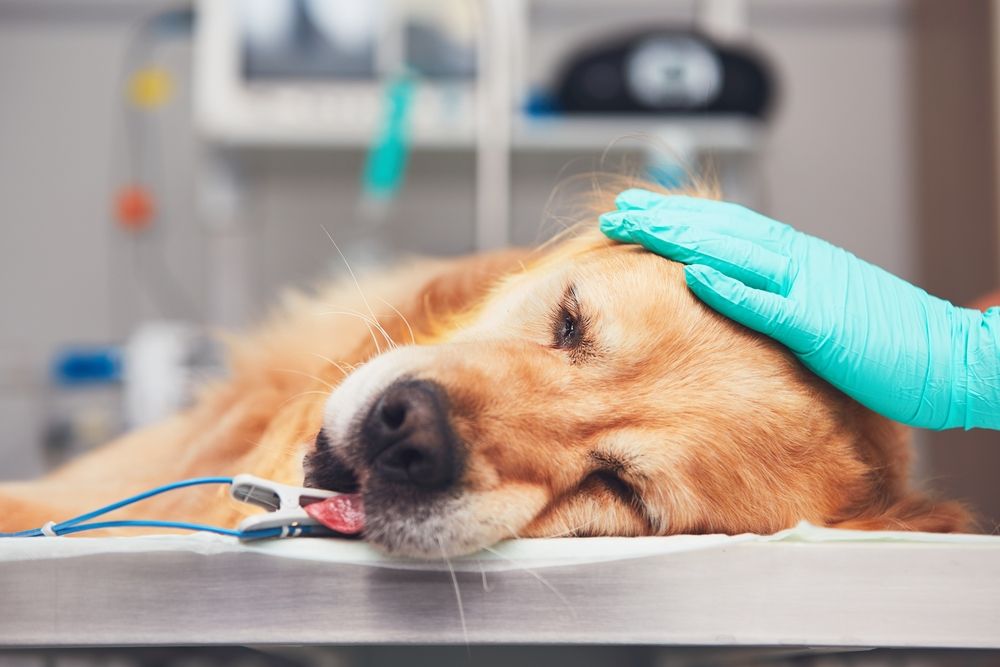 Veterinary Oncology for Pets: What to Expect When Your Pet Is Diagnosed With Cancer