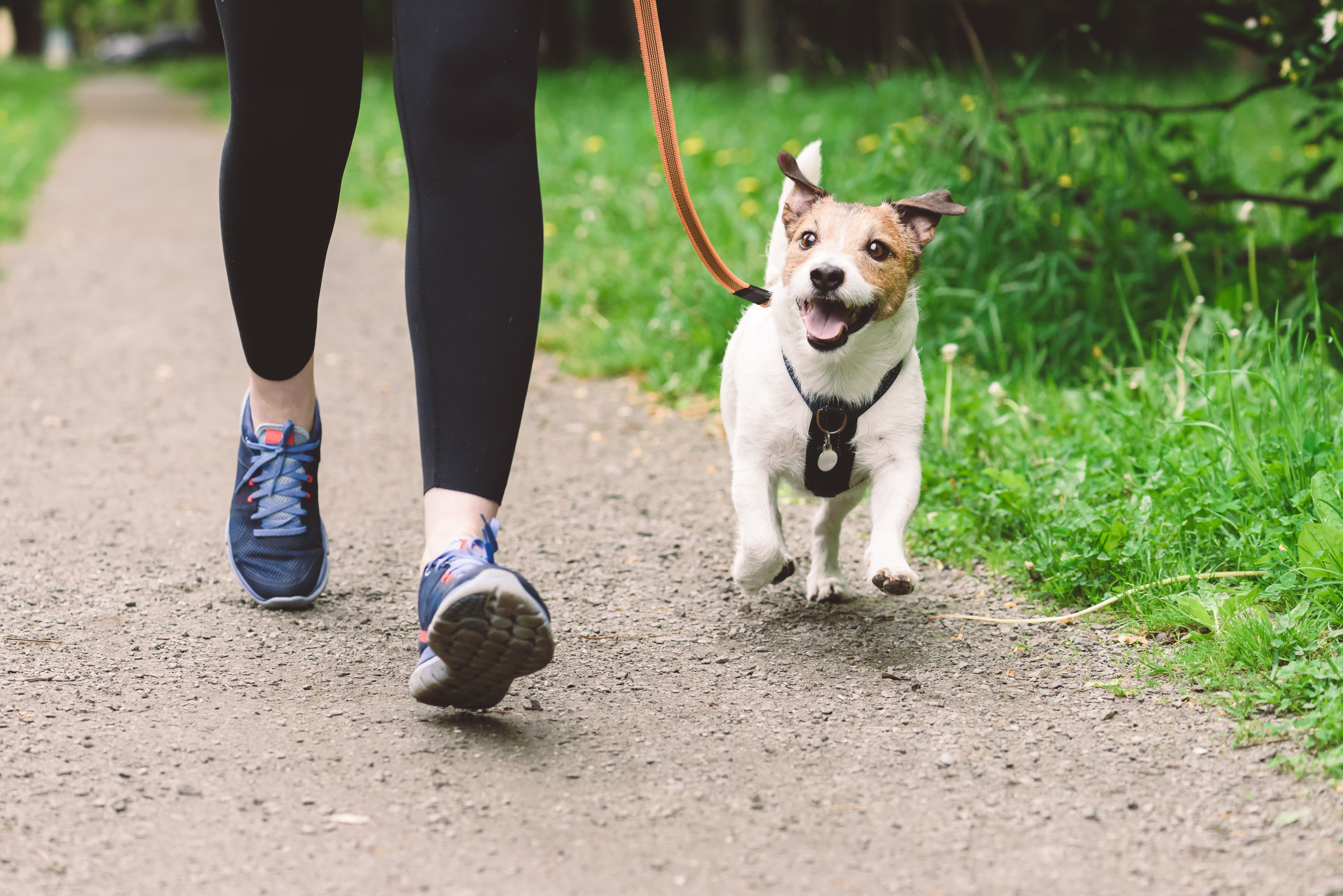 The Benefits of Daily Walks: Why Regular Exercise Is Essential for Your Pet&rsquo;s Health