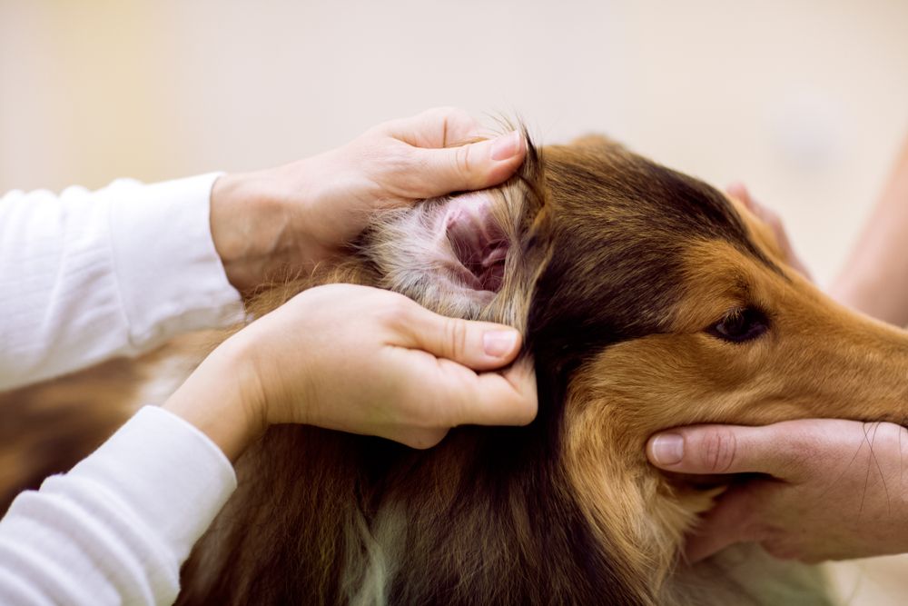 Should I Go to an Emergency Vet for an Ear Hematoma?