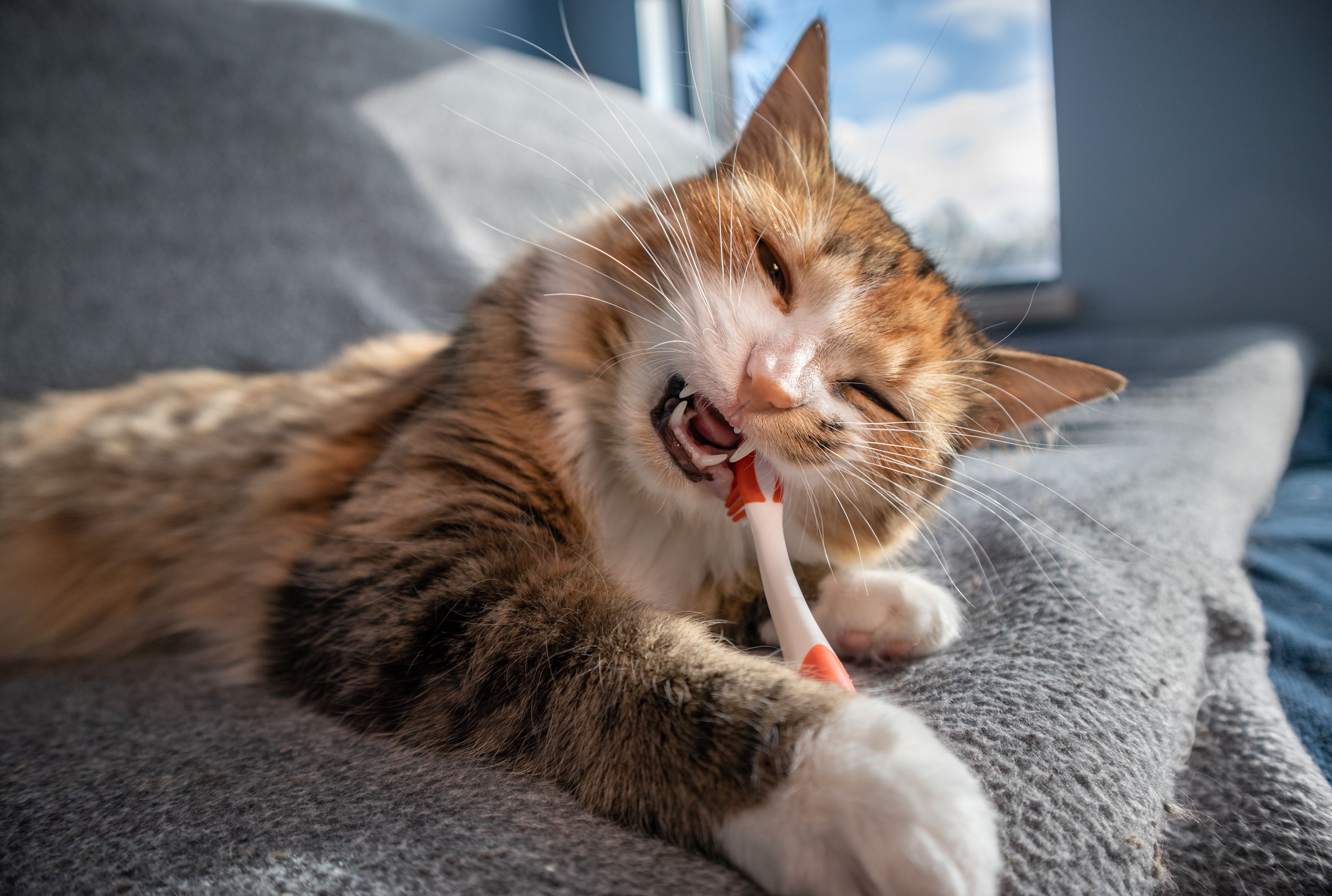 Understanding Pet Dental Care: Why Your Pet's Teeth Matter More Than You Think