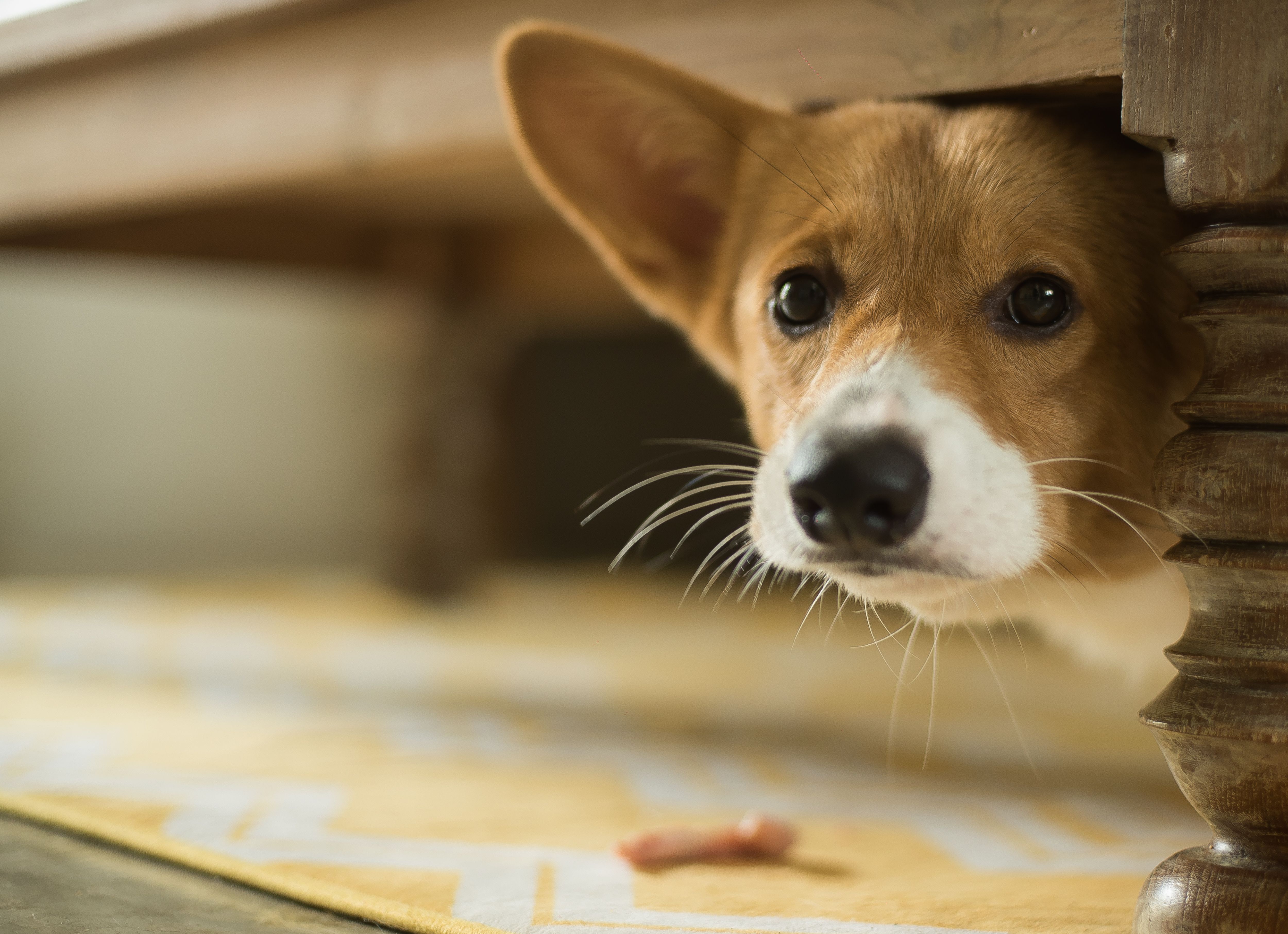 Pet Anxiety: Causes, Symptoms, and How to Help Your Furry Friend Cope