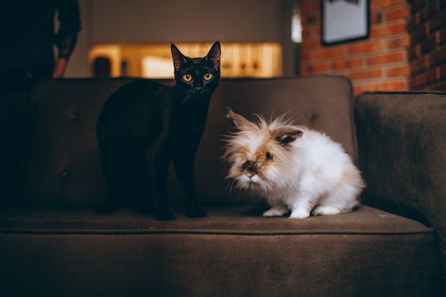 A cat and a rabbit on a couch in a rental.