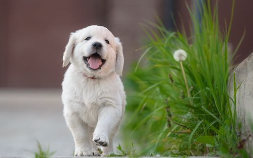 vets under pet surgery