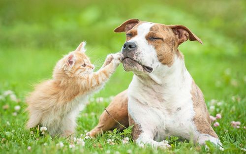 vet executing pet eye diagnostic services