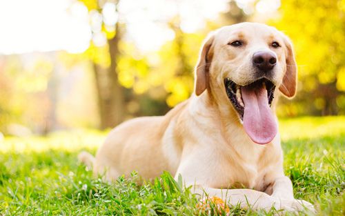 pet endoscopy