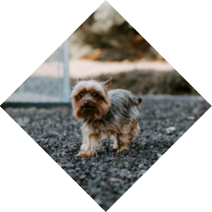 Training and Behavior