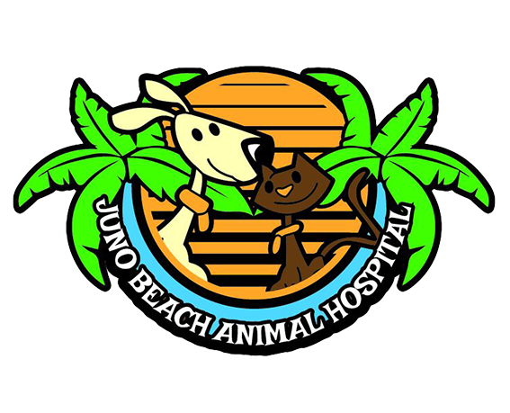 Contact Our Vets In Juno Beach Fl Juno Beach Animal Hospital