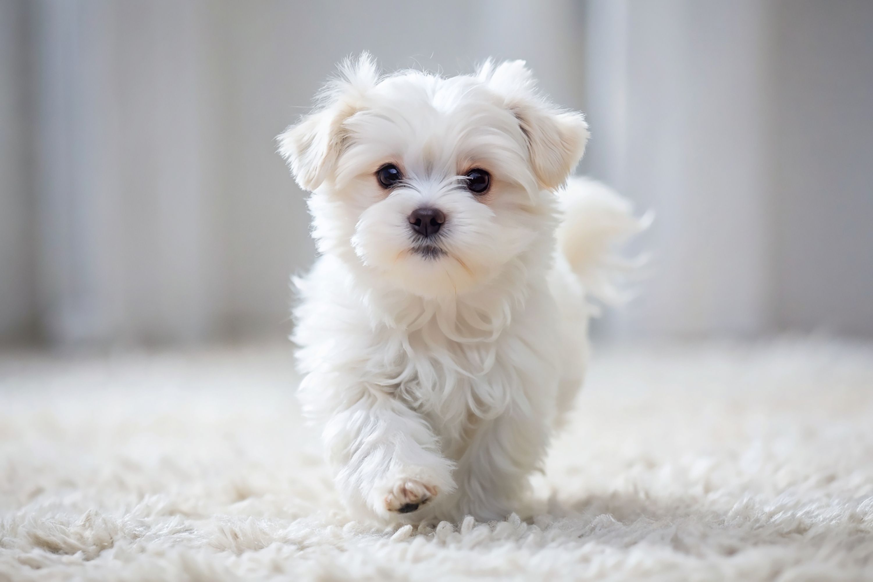 When Should Puppies Start Heartworm Preventatives?