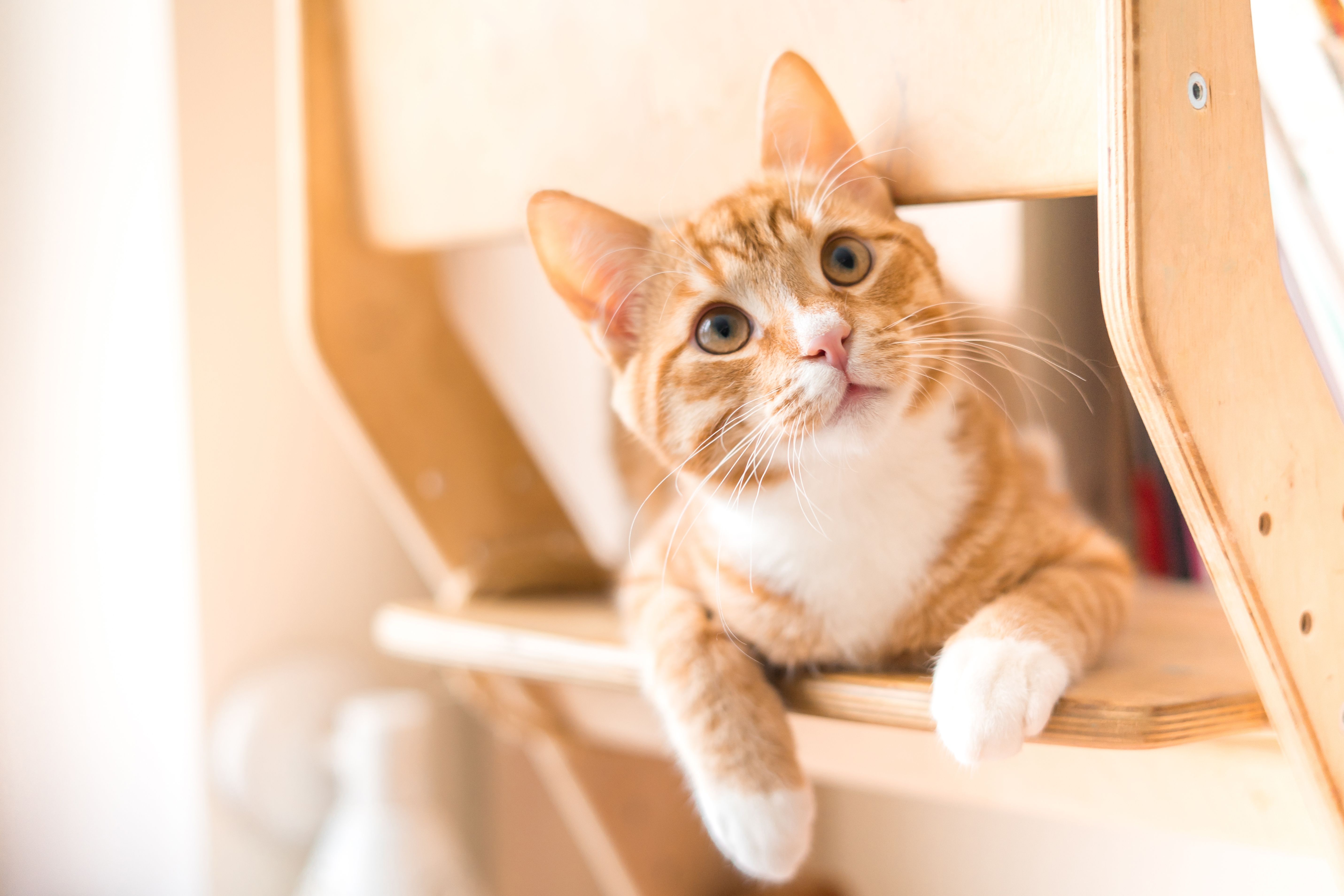 Kidney Disease in Cats: A Guide to Early Detection and Care