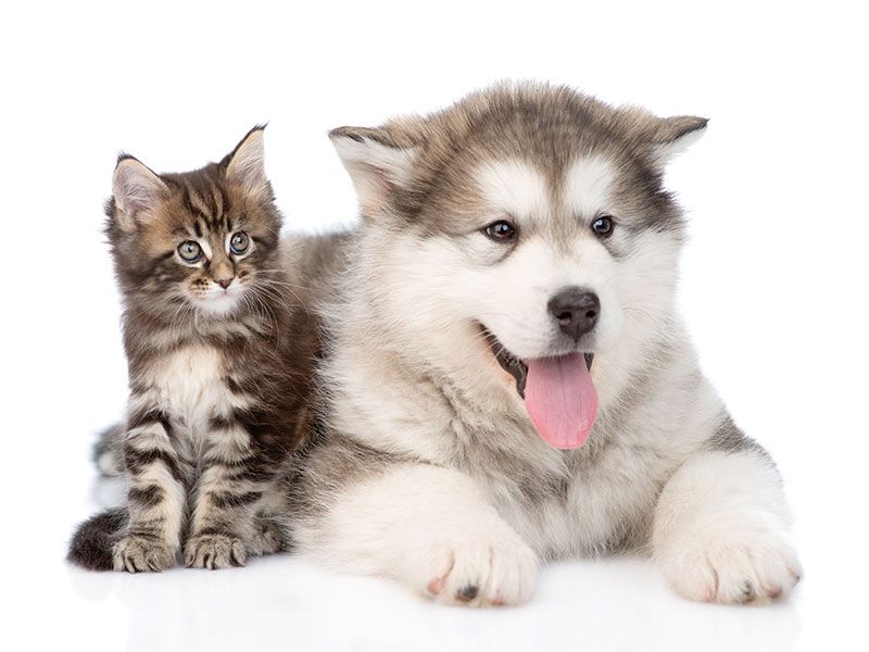 cat and dog