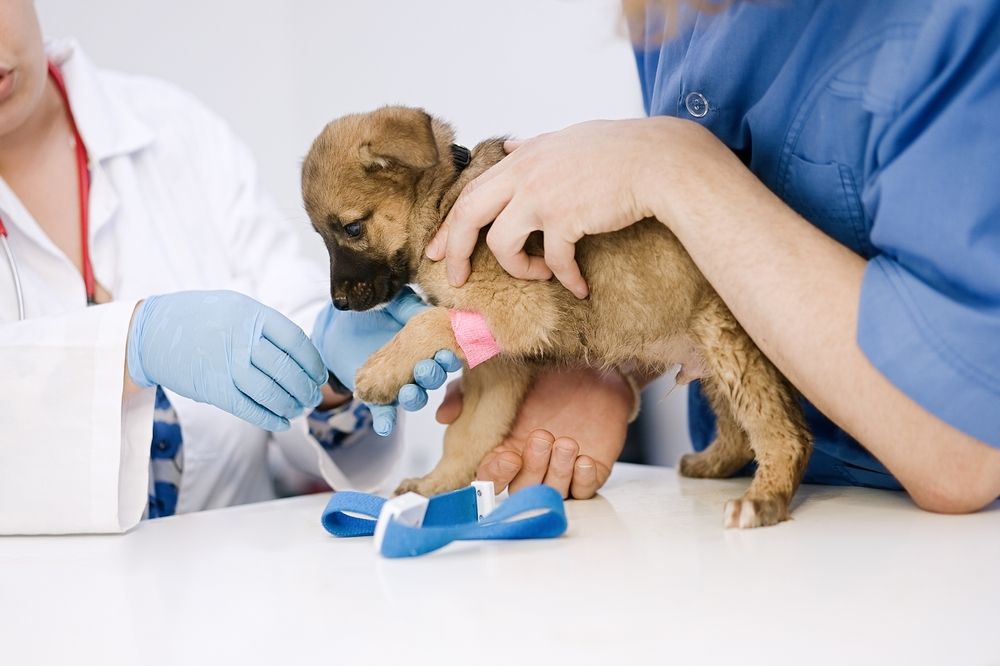 How Early Detection Through Lab Testing Can Extend Your Pet&rsquo;s Life