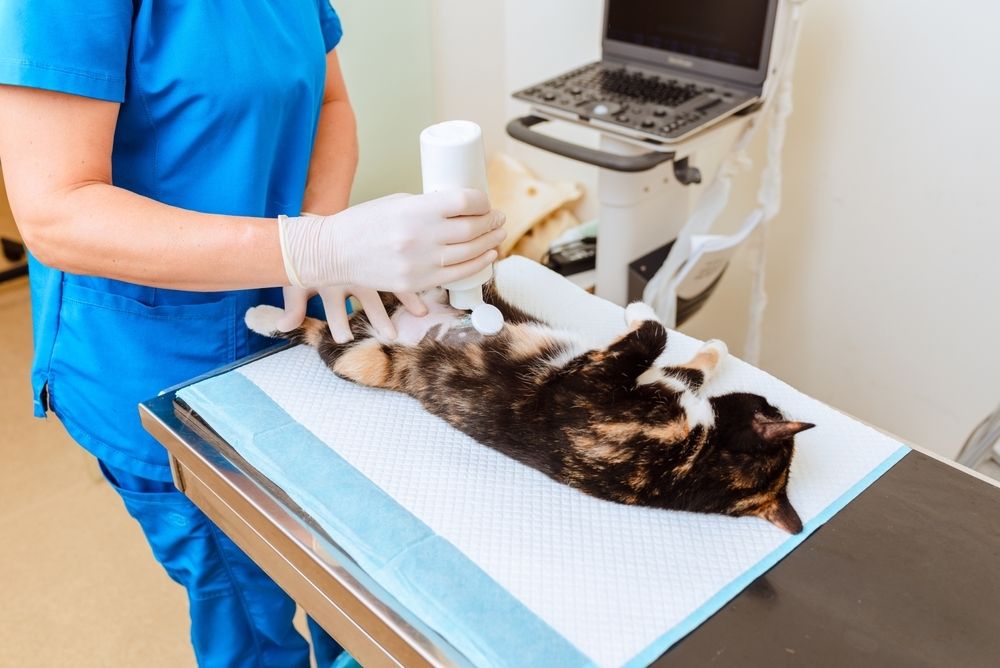 Budget-Friendly Pet Diagnostics: What&rsquo;s Worth Your Money 