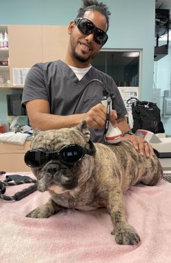 laser therapy for pets