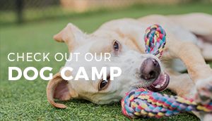 Dog Camp