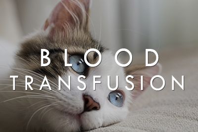 Blood Transfusion