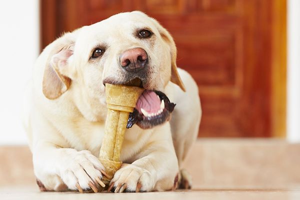 Dental Care