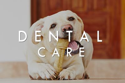 Dental Care