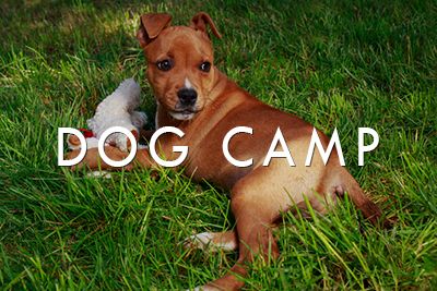 Dog Camp