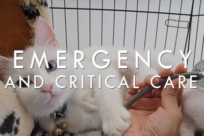 Emergency and Critical Care