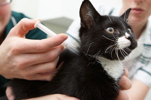 Immunization and Wellness Care