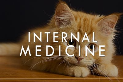 Internal Medicine