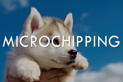 Microchipping