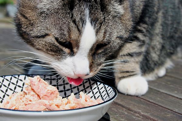 Nutritional Counseling