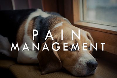 Pain Management