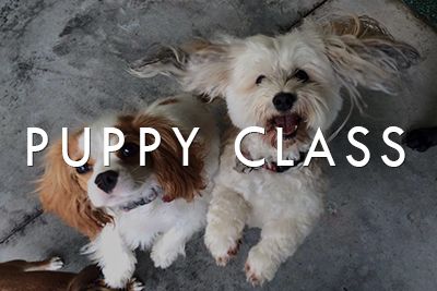 Puppy Class